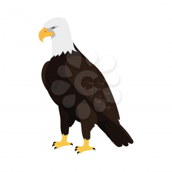 Bald eagle vector. Predatory birds wildlife concept in flat style design. North America fauna illustration. Picture for national symbolics, encyclopedia, books illustrating. Isolated on white.