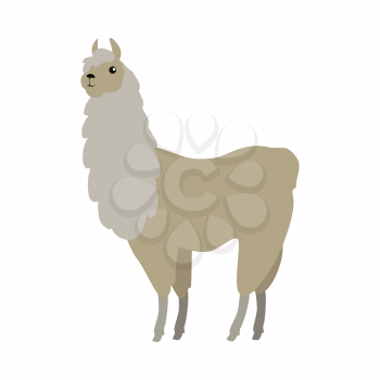 Lama flat style vector. Wild and domesticated animal. South America fauna species. For nature concepts, children s books illustrating, printing materials. Isolated on white background