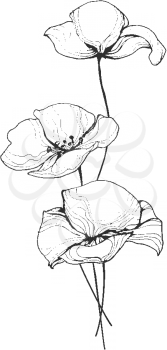 Field poppy flowers line art vector illustration isolated on white background. Remembrance poppies drawing drawn black outline. Floral template with wild flowers for prints, interior decoration   