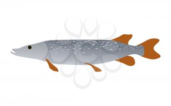 Predator pike freshwater inhabitant. River fish common specie and prize catch. Aquatic underwater perch icon isolated on white vector illustration