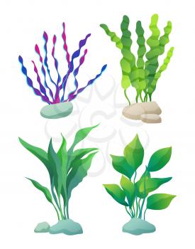 Sea or aquarium algae types vector illustration set on white. Straight and wavy seaweed with large and small leaved, green and violet colored poster.