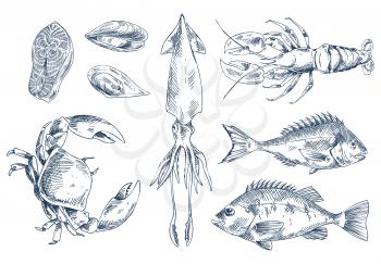 Crustacean crab and crayfish, common european perch and salmon, shellfish mylitus and squid sea delicacy vector illustration for seafood icon set.