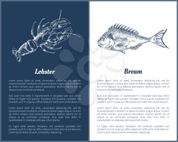 Lobster and bream fish posters with monochrome outline sketches. Seafood unprepared ingredients of dishes. Crustacean animal, vector illustration