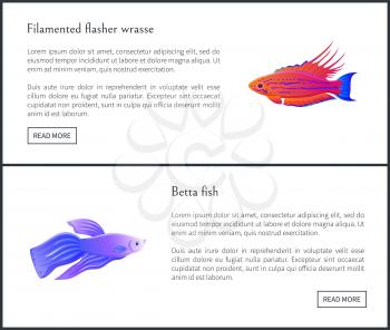 Betta fish of blue color and filamented flasher wrasse posters set with headlines. Marine and ocean fauna, exotic animal types vector illustration