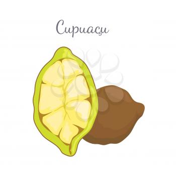 Cupuacu exotic cupuassu, cupuazu and copoasu, tropical rainforest fruit whole and cut related to cacao vector. Dieting vegetarian icon, edible food