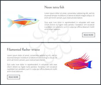Neon tetra fish and filamented flasher wrasse posters web sites set. Tropical and exotic biodiversity of marine ocean waters, vector illustration