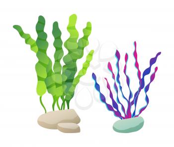 Seaweed foliage leaves marine set. Vegetation decorating aquariums. Purple and green plants fixed with hard stones isolated on vector illustration