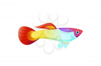 Multicolored marine fish isolated on white poster, vector illustration of guppy underwater animal, shiny fins and flesh, elongate body and small eye