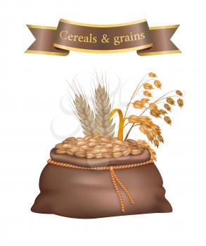Cereals and grains bag poster with sackcloth storage of agricultural crops. Harvest of autumn plants packaging and ribbon with text isolated on vector