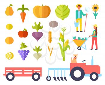 Harvest person harvesting fruits and plants. Tractor to transport production, apple and pear, pumpkin and cabbage, grapes and lemon, corn and wheat vector