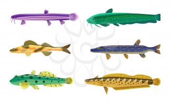Brook trout fish fauna set. Species types of limbless animals with eyes, spots on body and fins. Vertebrate creature isolated on vector illustration