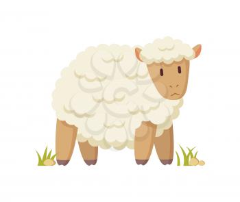 Domestic curly sheep with thick white coat illustration in cartoon style on white background. Funny informative poster for children book or magazine.