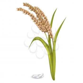 Paddy ears with long green leaves near rice grain pile on white vector poster in flat design. Agricultural product growing on land