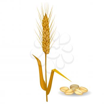Barley ear with long leaves and crop near pile of grains vector flat poster on white. Closeup illustration of field cereals harvest