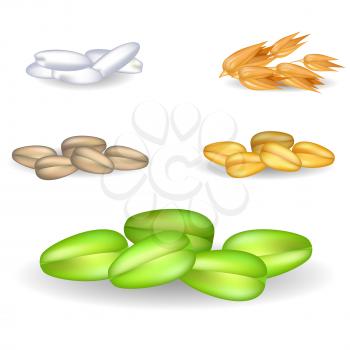 Chinese rice, golden bread grains, healthy buckwheat, organic corn and green coffee beans isolated vector illustrations on white background.