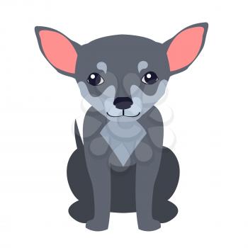 Funny grey chihuahua sitting flat vector isolated on white background. Lovely purebred dog illustration for animal friends and companions concepts, pet shop ad