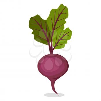 Delicious organic sweet purple beet from farm with big green leaves and small root isolated vector illustration on white background.