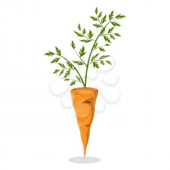 Carrot in orange color with green leaves isolated on white vector illustration in flat design. Hard healthy product growing on land