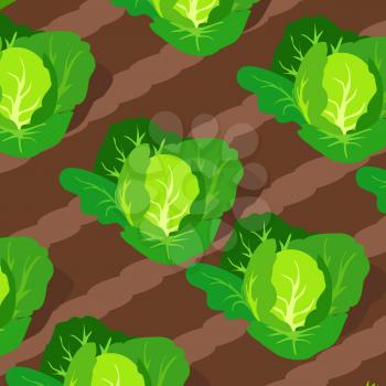 Pattern with green cabbages growing on garden beds vector illustration isolated on white, heads of cabbage on plots of land