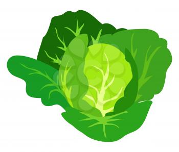 Green cabbage vector illustration isolated on white background. Healthy organic vegetarian food in flat design cartoon style