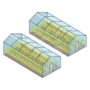 Two greenhouses with yellow growing plants inside isometric vector illustration. Buildings of special transparent material for vegetables or fruit