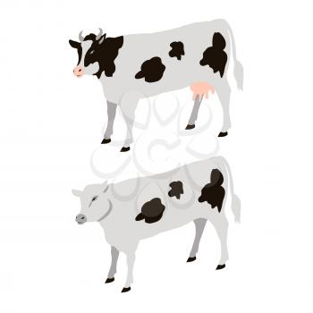 Two white cows with black spots isolated isometric vector illustration. Big domestic animals that give milk and meat for people
