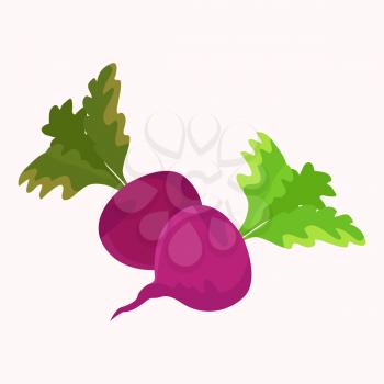 Garden beet or purple radish plant with green leaves isolated on white. Harvest icon in gaming concept. Vector illustration of violet vegetable in flat cartoon design , healthy nutritious organic food