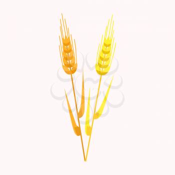 Two yellow and golden ear of wheat isolated on white. Organic wheat vector illustration in flat design cartoon style. Agricultural plant with grains logo design, harvest sign in gaming concept