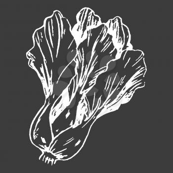 Leafy Chinese cabbage head isolated white outline sketch on black background. Herbaceous plant of the cabbage family vector illustration.