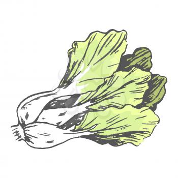 Romaine lettuce closeup vector illustration in graphic design. Isolated fresh vegetable having many green leaves with white root.