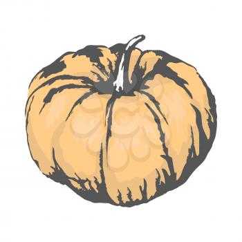 Sweet ripe organic pumpkin with small tail isolated sketch on white background. Delicious healthy gourd plant vector illustration.