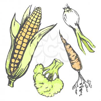 Vegetables at random in graphic design collection. Vector closeup set of plants harvest corn cob, broccoli cabbage, orange carrot, green onion