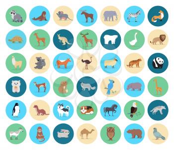 Domestic and wild animals in circles vector collection on white. Beige, green and blue round shapes with grey mouse and raccoon, koala with child, brow fox, striped tiger, white goose and bear etc.