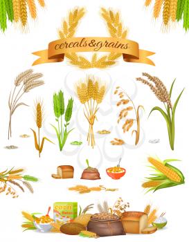 Set of cereals and grains on white background. Vector illustration of rice buckwheat corn wheat oats corn. Products from cereals corn flakes, bread flour, ready croup. Web art in cartoon style