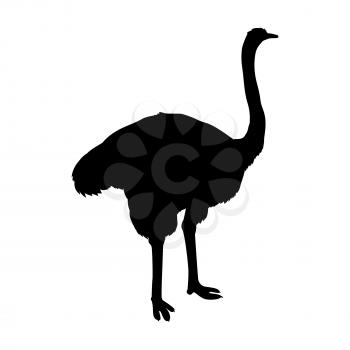 Ostrich vector. Birds of savannah in black color. African fauna illustration. Wild life in tropics concept for childrens books illustrating farm logo. Big ostrich standing isolated on white.