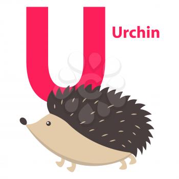 Barbed cute urchin on alphabet poster character with letter U. Small beast with black spines and little nose on white. Vector illustration of primary educational material, cartoon drawing flat design.