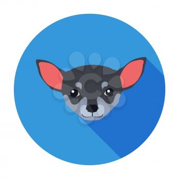 Small muzzle of chihuahua dog cartoon drawing flat and shadow theme. Vector illustration of smallest breed of dogs, named after Mexican state. Color graphic icon isolated on blue circle background.