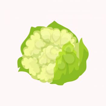 Cauliflower isolated on white background. Vegetables in genus Brassica. Vector illustration of fresh organic plant, healthy green cabbage in flat design cartoon style. Nutritious dieting ingredient