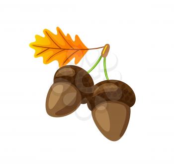 Leaf with pair of hanging acorns isolated icon vector. Autumn symbol of fallen dry tree foliage and defoliation. Seasonal frondage, natural organic