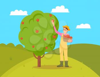 Farmer gathering apples from fruit tree. Female holding wicker basket with fresh organic natural products. Garden and harvesting working season vector