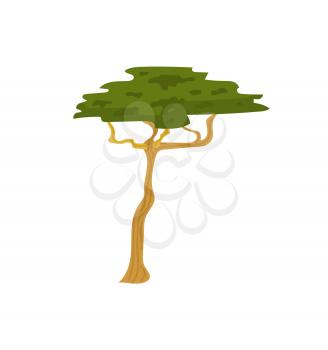 Decorative tree with green leaves, savanna wood. Vertical view of wildlife plant, decoration natural element, savanna park or african flora icon vector