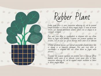 Rubber plant growing in pot with soil vector, potted flora with large leaves. Green foliage home decoration, poster with information of flower kind