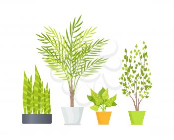 Indoor floor plants with lush foliage, long branches and unusual leaves in stylish pots isolated cartoon vector illustrations on white background.