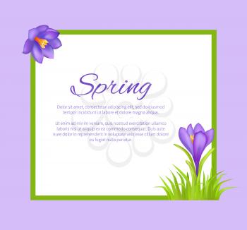 Spring poster with text in frame and colorful purple crocus flowers with yellow center in corners vector illustration. Spring blossom of plants