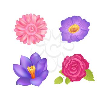 Flowers set, poster with floral elements and decor, gerbera and roses, bell-flowers and petals with leaves, vector illustration isolated on white