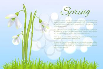 Spring poster with text and snowdrop galanthus bell shaped flower vector illustration isolated on blurred blue sky background and green grass