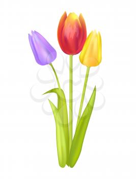 Colorful bouquet with three tulips of pink purple and yellow color vector illustration of spring tulips blooming plants isolated on white background