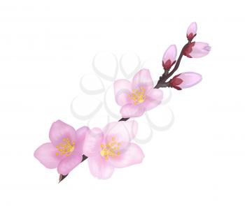 Branch of sakura or cherry blooming flowers vector illustration isolated on white. Pink blossoms symbol of spring, gentle petals opened and closed
