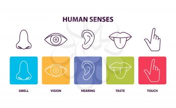 Human senses info poster with body parts. Nose and smell, eye and vision, ear and hearing, tongue and taste, finger and touch vector illustrations.