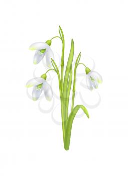 Snowdrop galanthus bell shaped flower vector illustration isolated on white background. First spring blooming bulbous plant, fresh beautiful bouquet